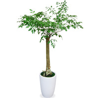 행복나무 사기분(1m50cm)