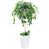 킹벤자민사기분(1m50cm)