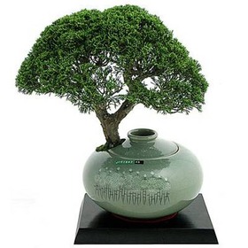 사어천 국화문청자주판(대)