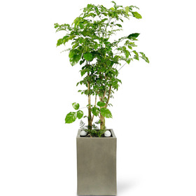 대박나무(녹보수) 사각분 120cm