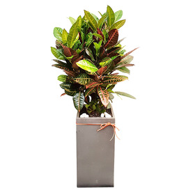 크로톤 사각분 120cm