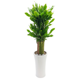황금죽 사기분 130cm